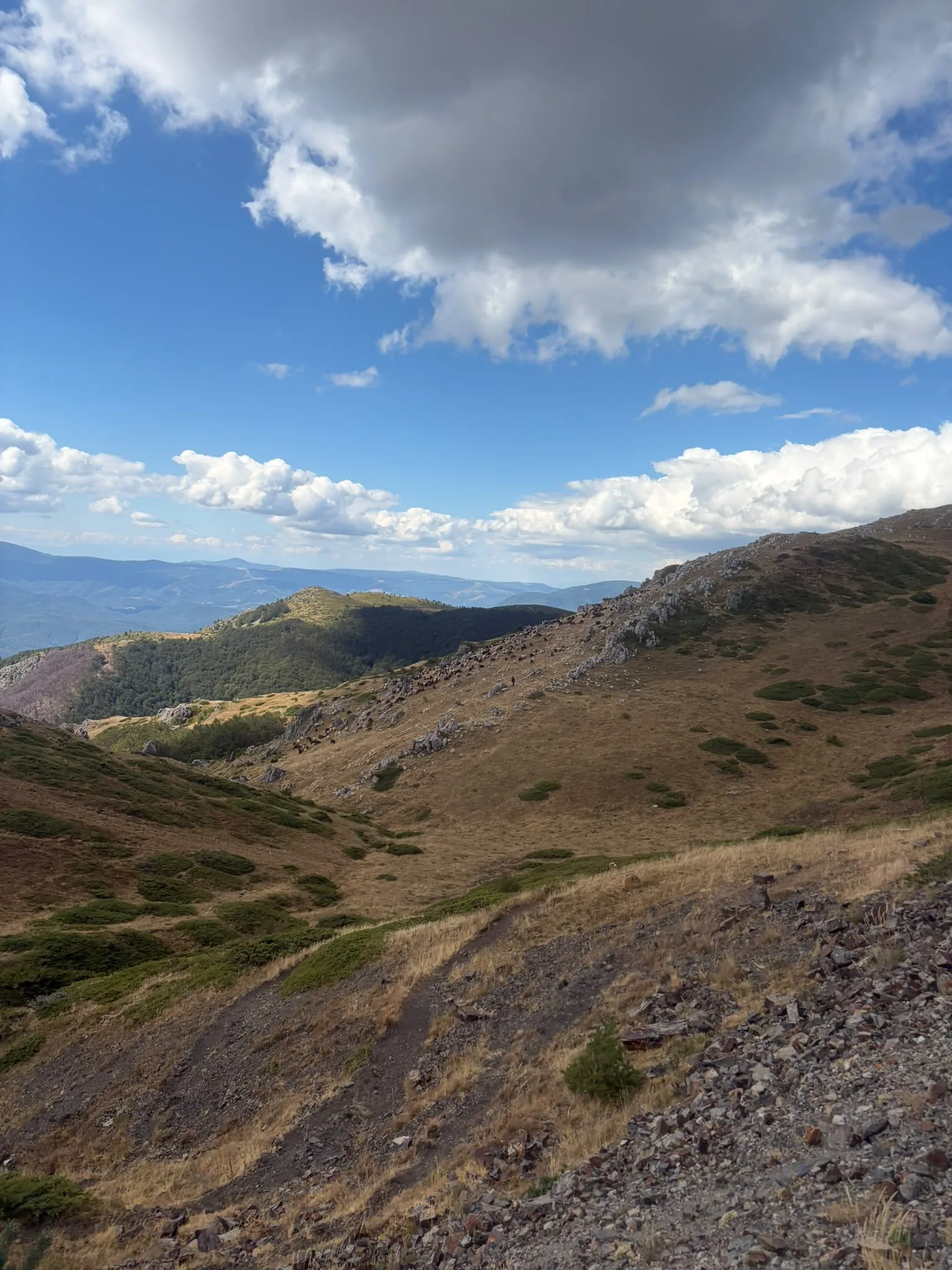 Golden grassy slopes and ridges of the Central Balkan under a blue sky with white clouds