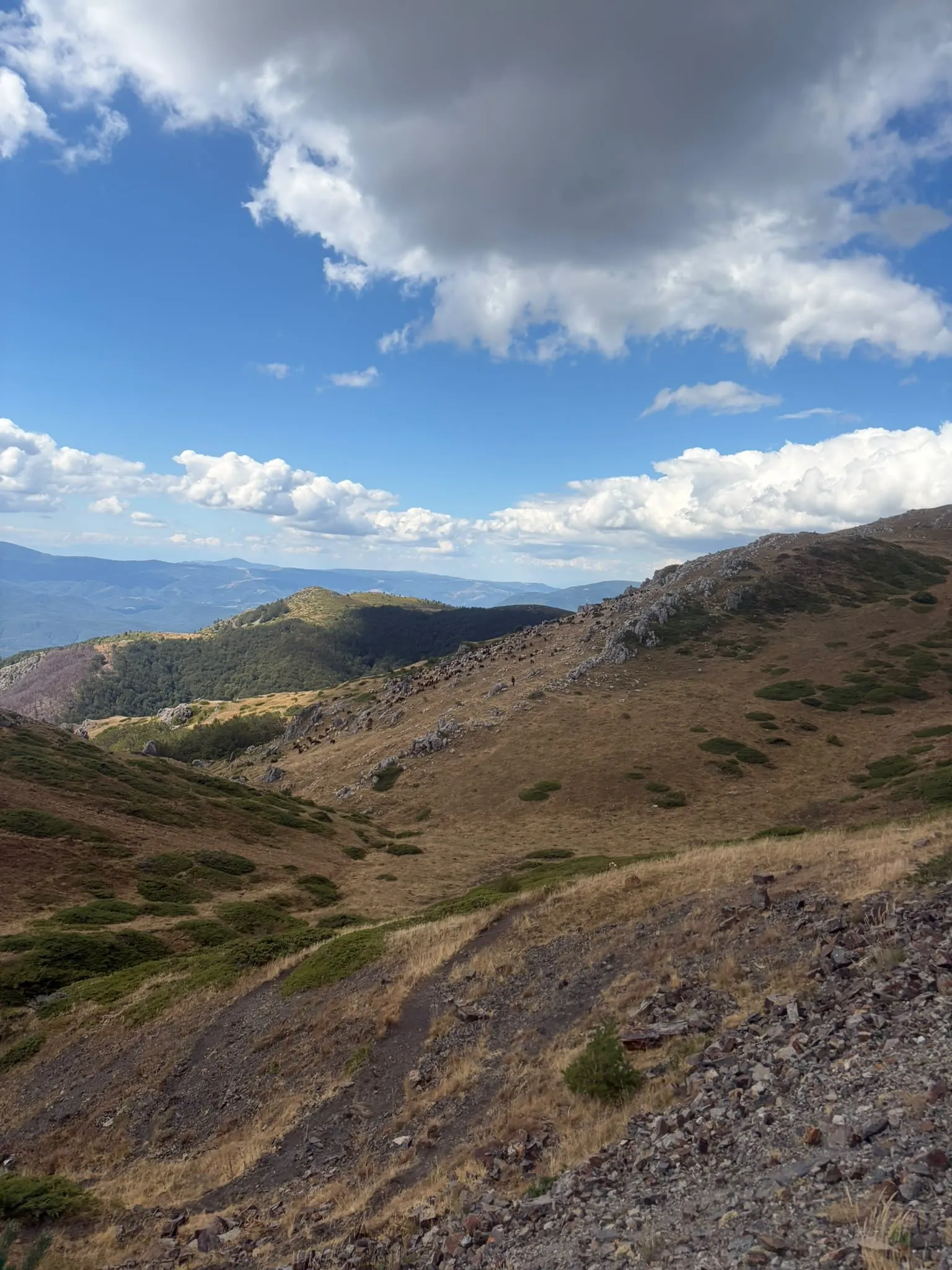 Golden grassy slopes and ridges of the Central Balkan under a blue sky with white clouds