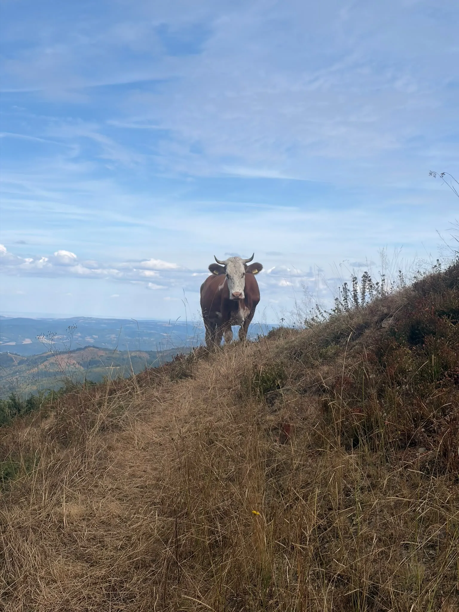 A free ranging cow on a grassy ridge above the valleys