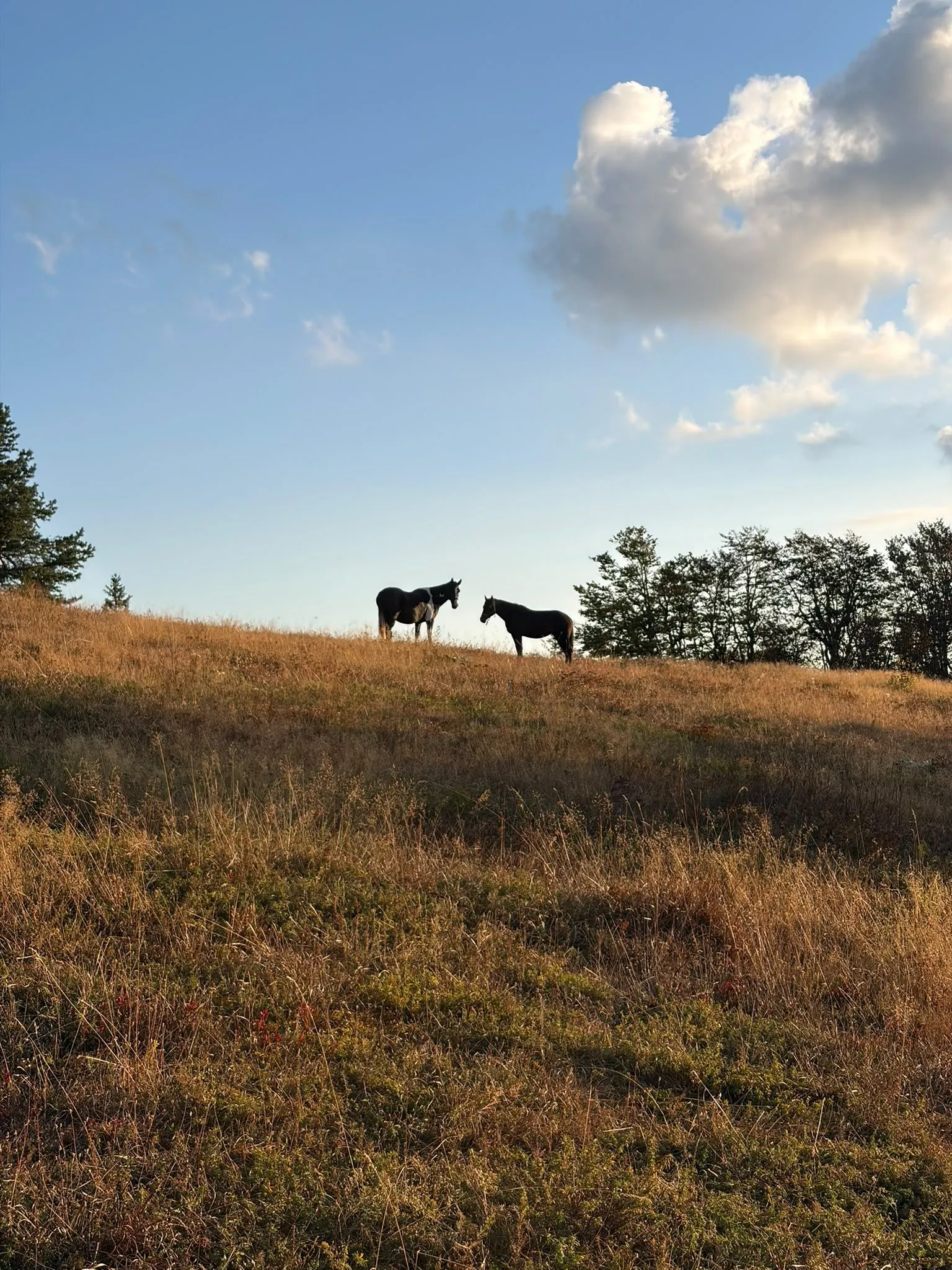 Two free roaming horses on a golden hilltop meadow in the evening light
