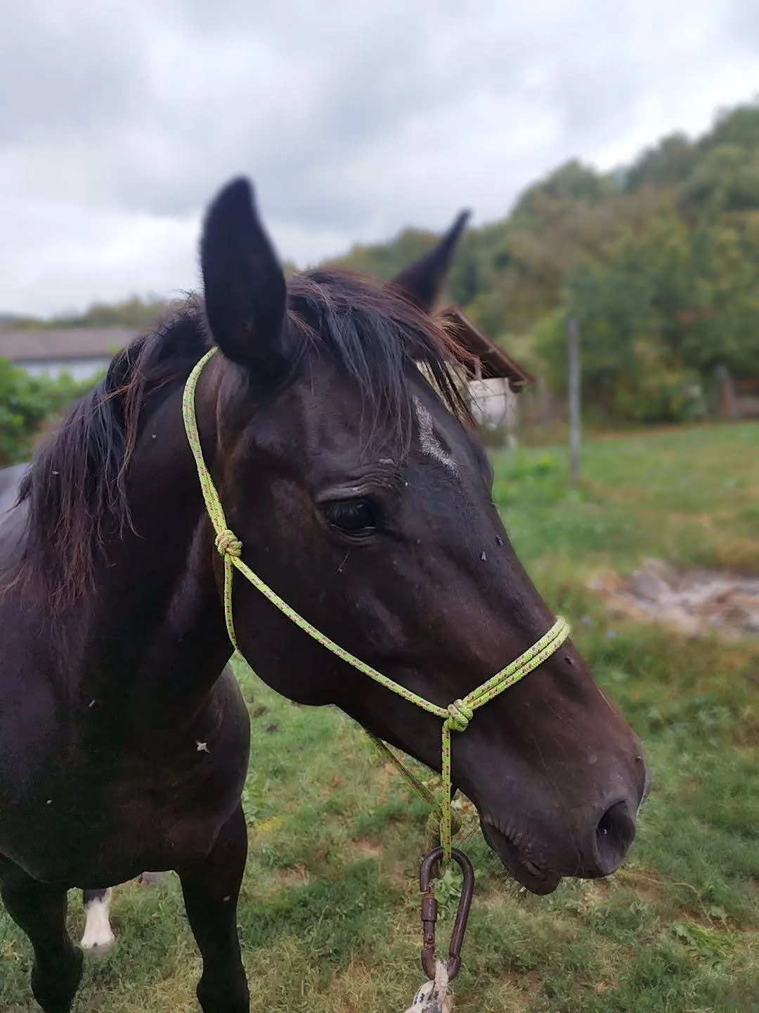 Close-up of a dark brown horse with a yellow-green rope halter