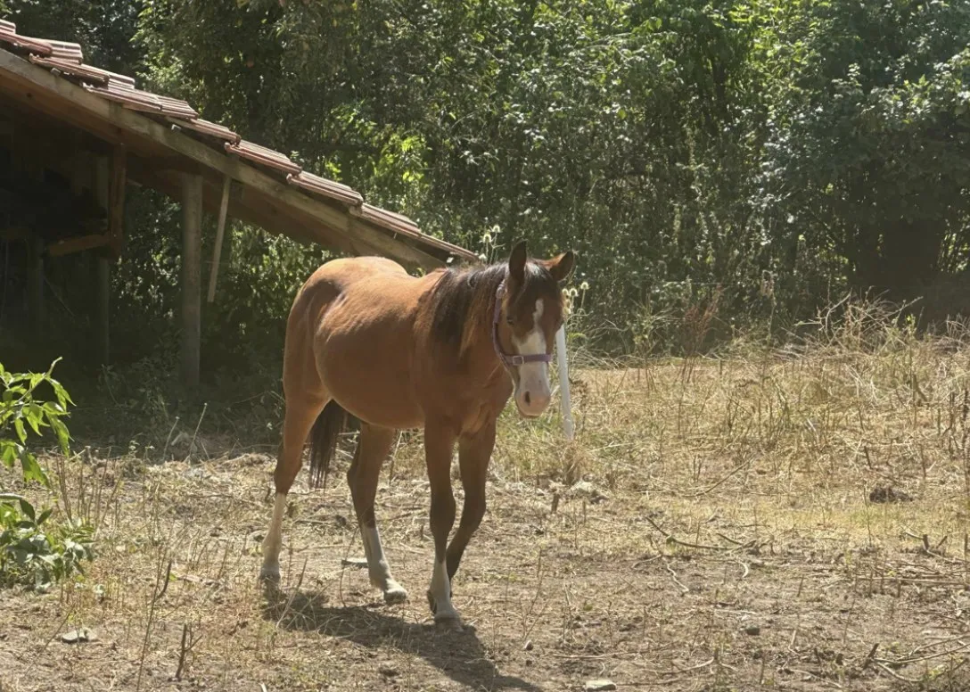 Magnus, a young bay Quarter Horse colt with a blaze, walking past the shelter