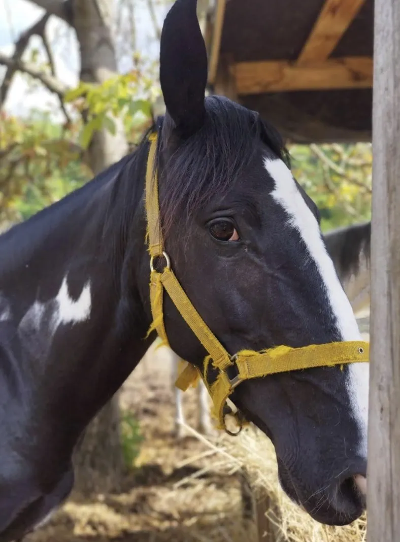 Midnight Blue, a black and white Paint Horse with a yellow halter