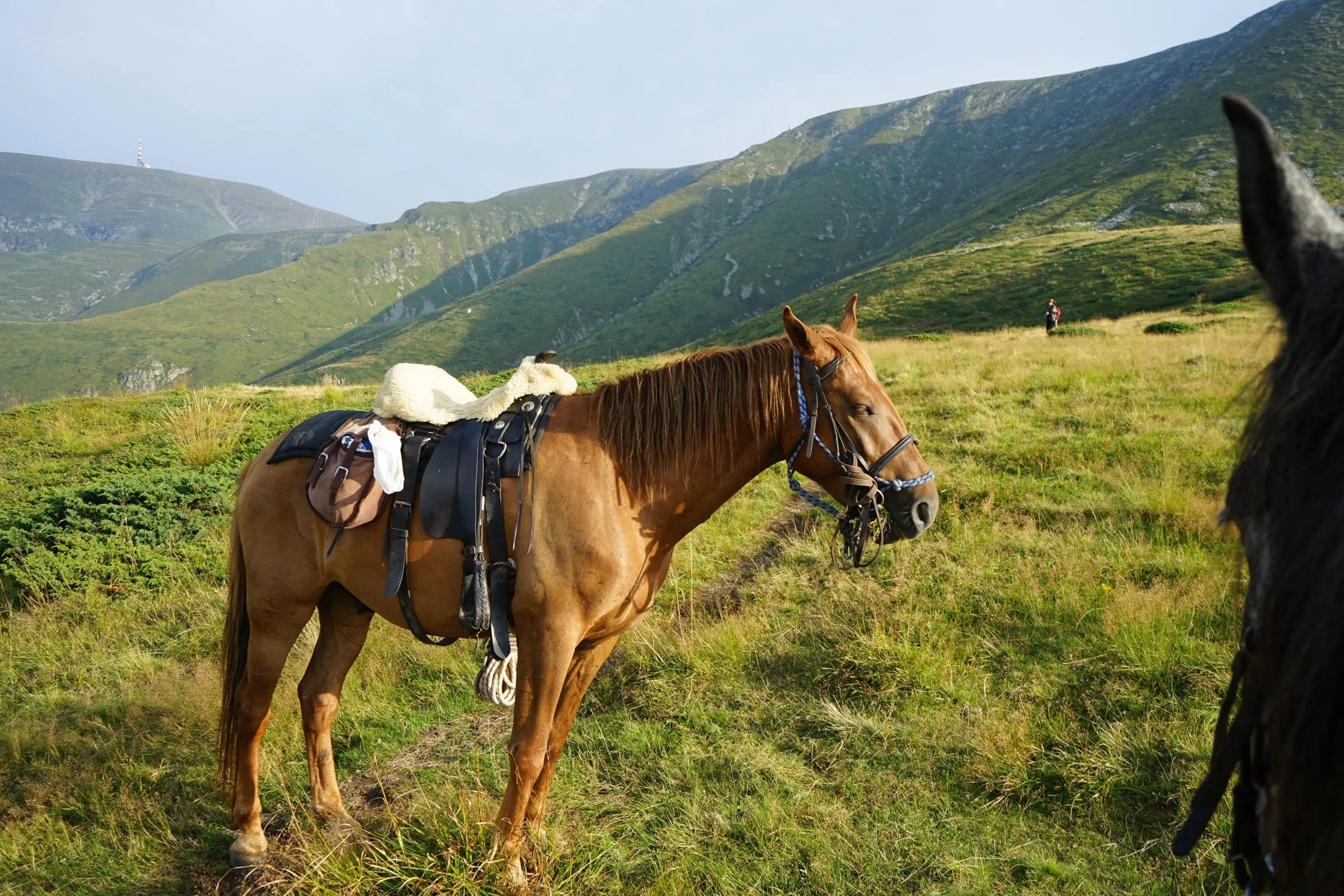 Saddled chestnut horse waiting on a green mountain meadow
