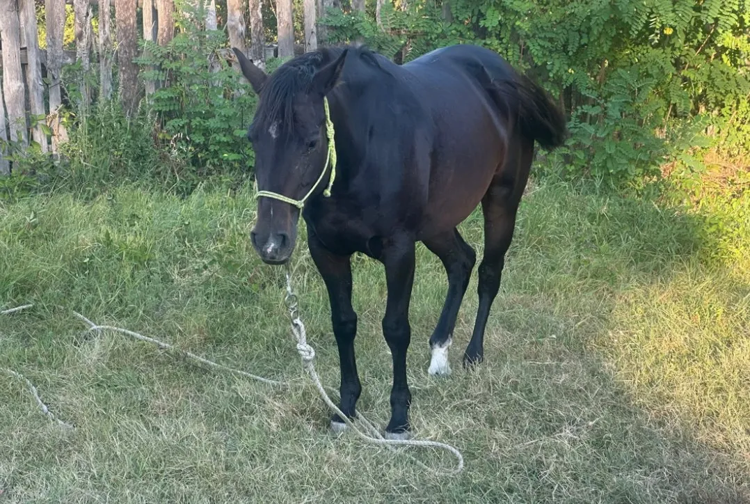 Shadow, a black Quarter Horse mare with a green rope halter, standing on the grass by the fence