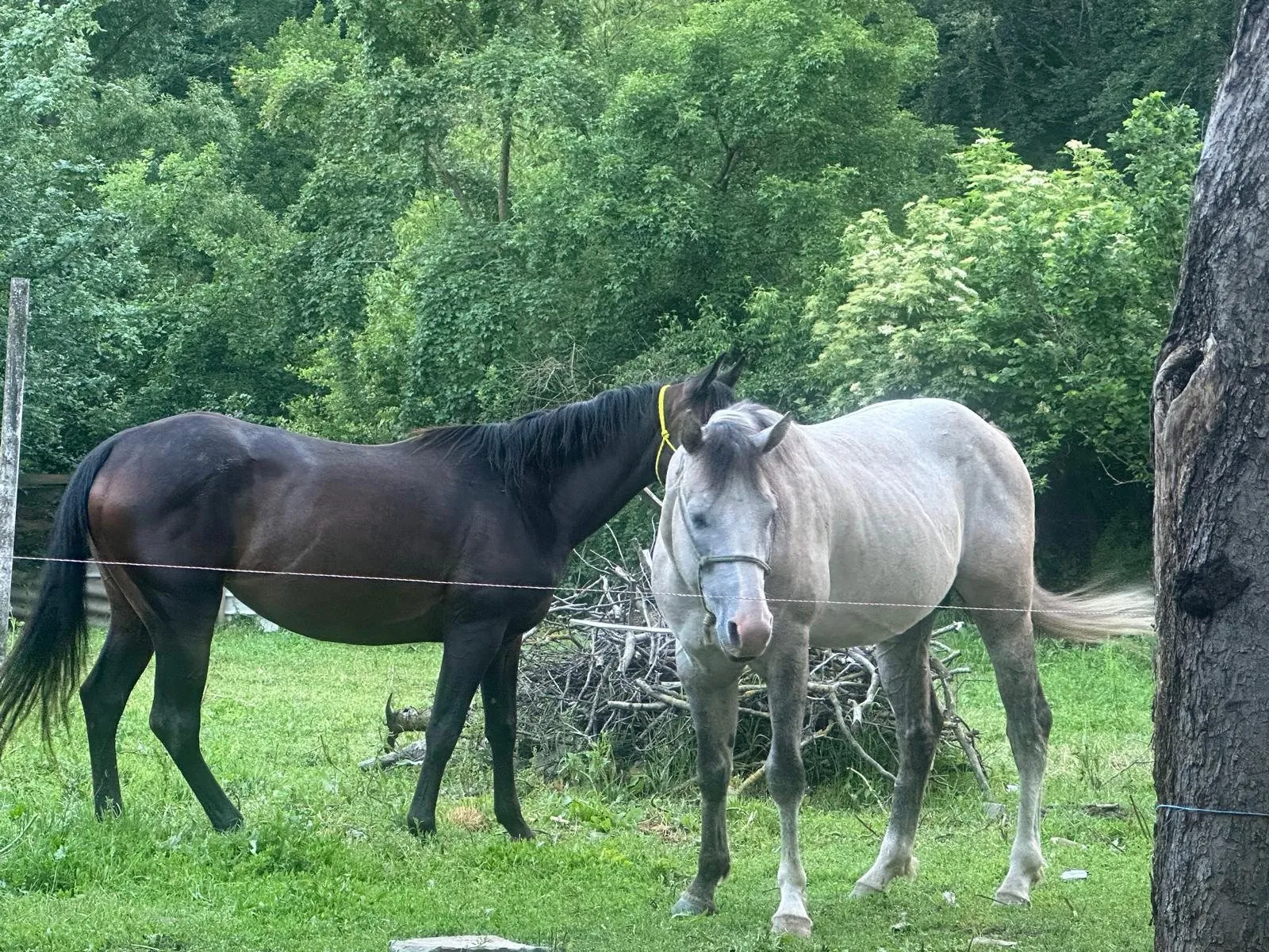A dark bay and a grey horse together in a green paddock